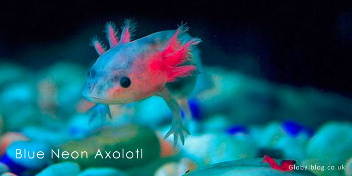 Blue Neon Axolotl