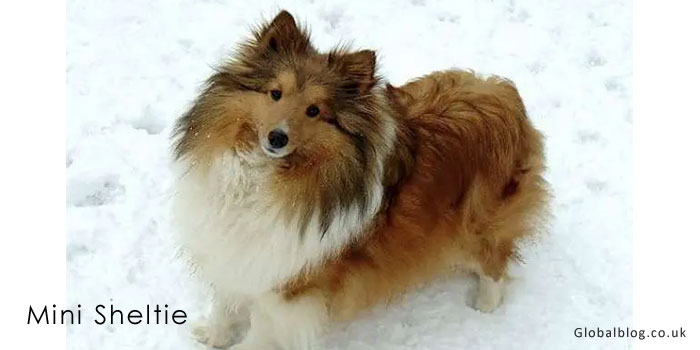 Mini Sheltie