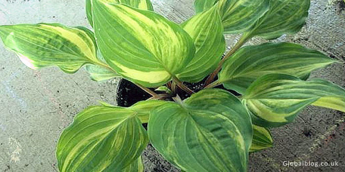 Vivacious Hosta