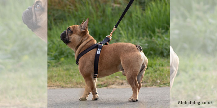 Harness Bulldog