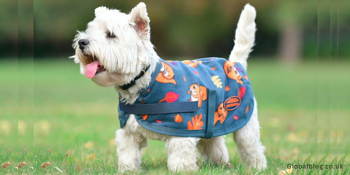 Dog Coat